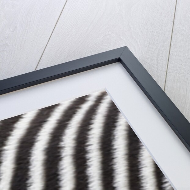 Pattern on side of Grevy's zebra (Equus grevyi) by Anonymous