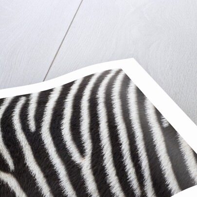 Pattern on side of Grevy's zebra (Equus grevyi) by Anonymous