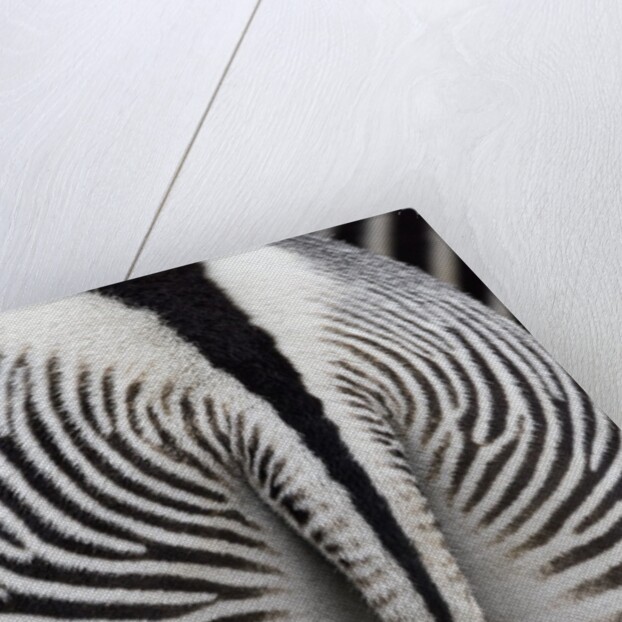 Tail & hindquarters of of Grevy's zebra (Equus grevyi) by Anonymous