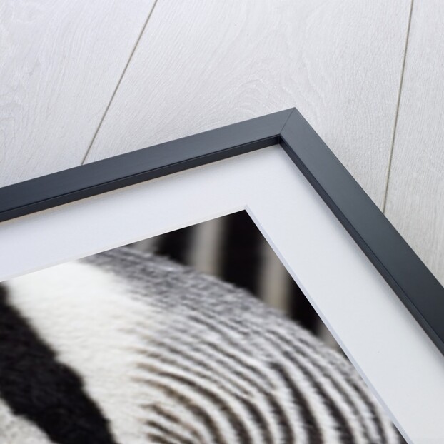 Tail & hindquarters of of Grevy's zebra (Equus grevyi) by Anonymous