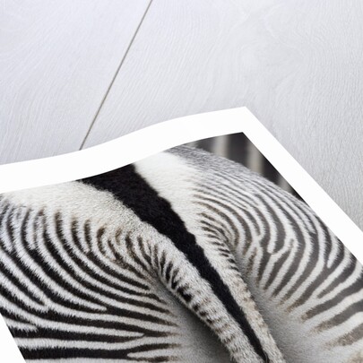Tail & hindquarters of of Grevy's zebra (Equus grevyi) by Anonymous