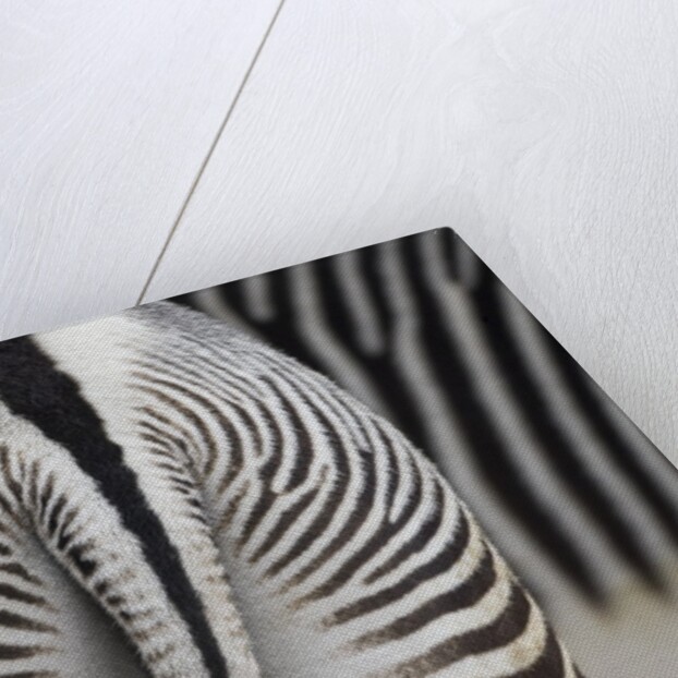 Tail & hindquarters of of Grevy's zebra (Equus grevyi) by Anonymous