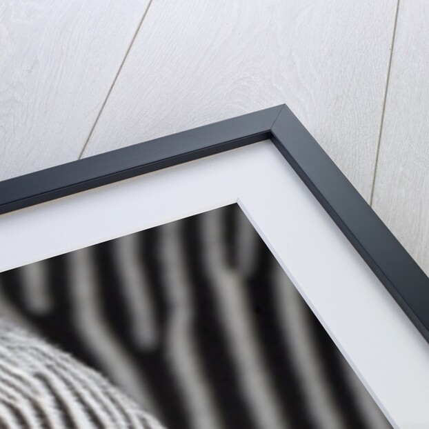 Tail & hindquarters of of Grevy's zebra (Equus grevyi) by Anonymous