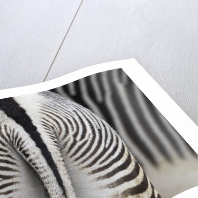 Tail & hindquarters of of Grevy's zebra (Equus grevyi) by Anonymous