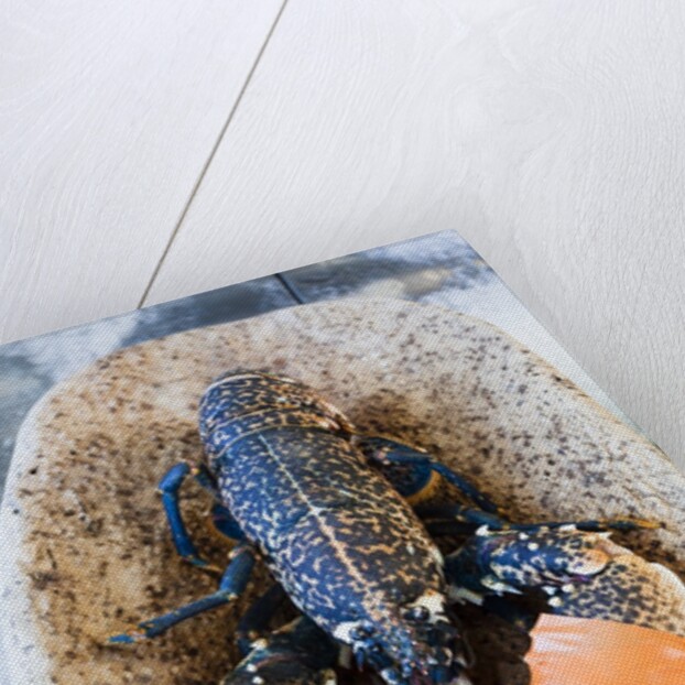 Lobster - Sea food delicacy by Anonymous