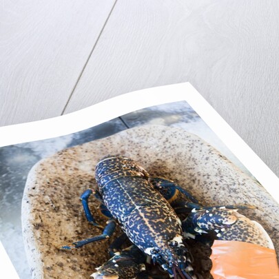 Lobster - Sea food delicacy by Anonymous