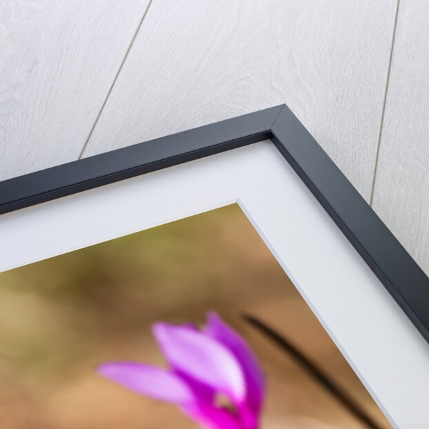 Wild botanical Cyclamen flowers by Anonymous