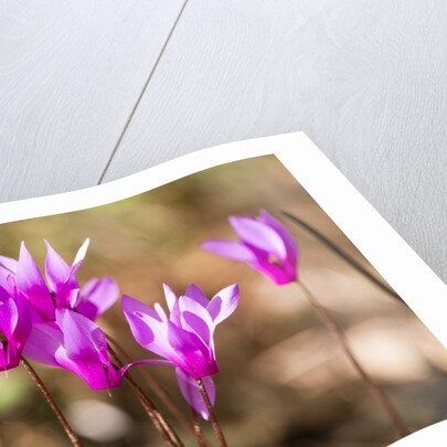 Wild botanical Cyclamen flowers by Anonymous