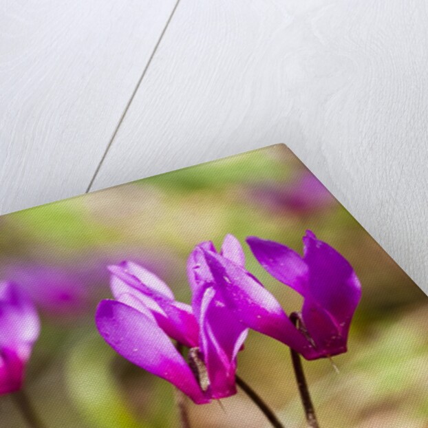 Wild botanical Cyclamen flowers by Anonymous