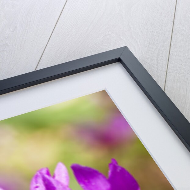 Wild botanical Cyclamen flowers by Anonymous