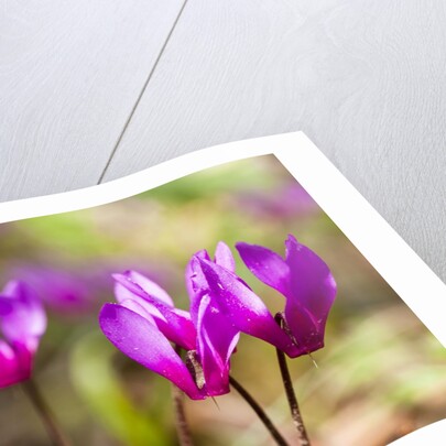 Wild botanical Cyclamen flowers by Anonymous