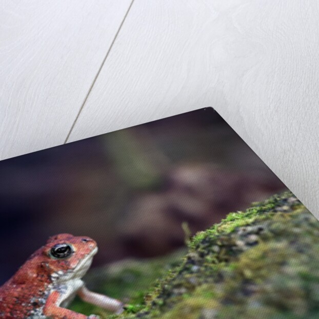 Fowler's toad by Anonymous