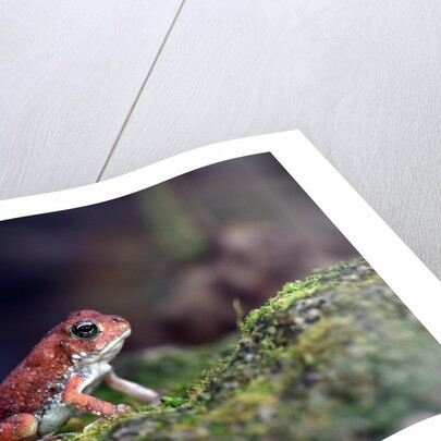 Fowler's toad by Anonymous