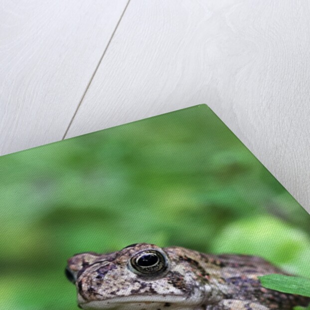 Fowler's toad by Anonymous