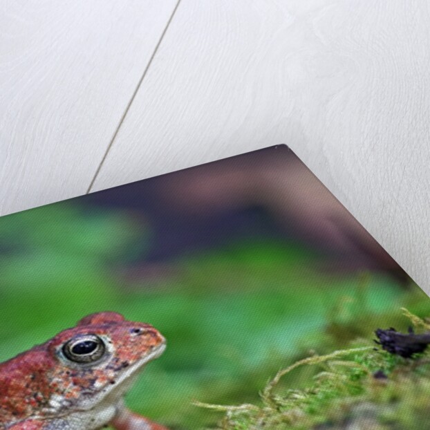 Fowler's toad by Anonymous