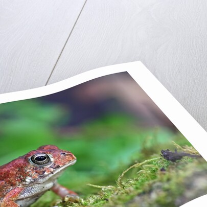 Fowler's toad by Anonymous