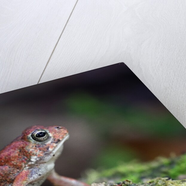 Fowler's toad by Anonymous