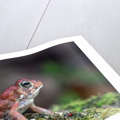 Fowler's toad by Anonymous
