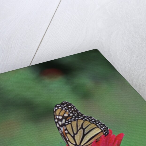 Monarch butterfly on flower by Anonymous
