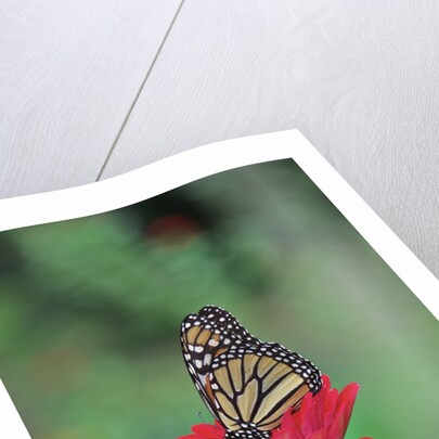 Monarch butterfly on flower by Anonymous