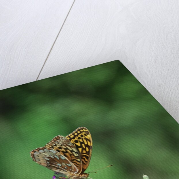 Greater fritillaries butterfly on flower by Anonymous