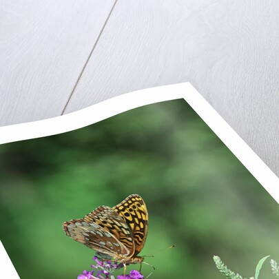 Greater fritillaries butterfly on flower by Anonymous