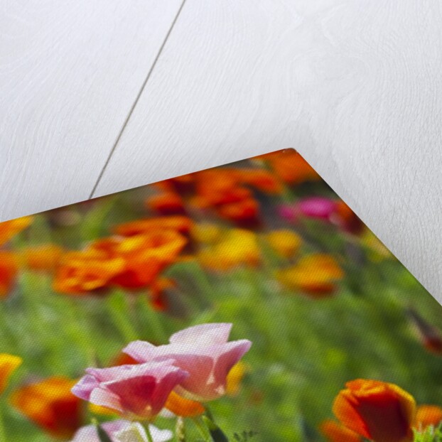 Poppies in Full Bloom by Anonymous