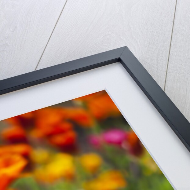 Poppies in Full Bloom by Anonymous