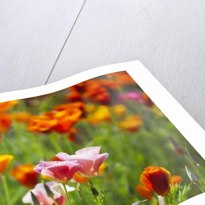 Poppies in Full Bloom by Anonymous