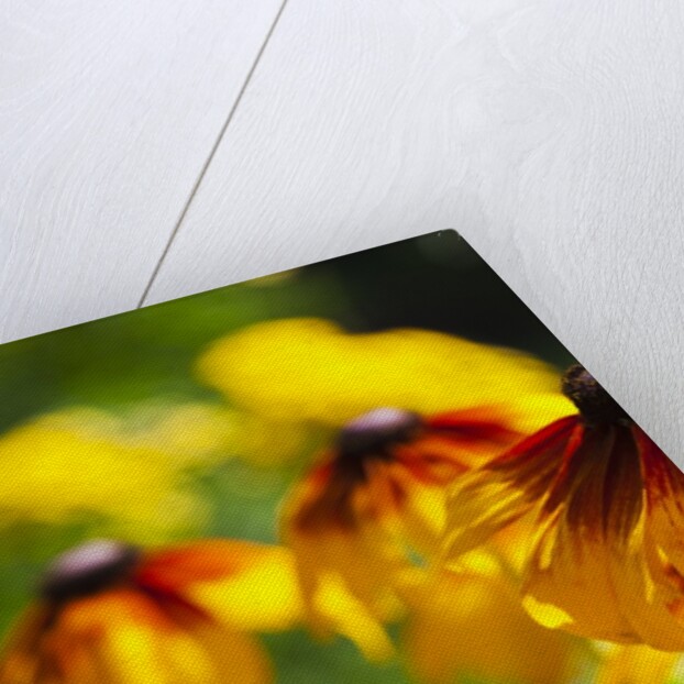 Cherokee Sunset Cone Flowers in Bloom by Anonymous