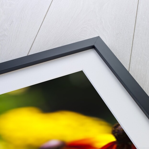 Cherokee Sunset Cone Flowers in Bloom by Anonymous