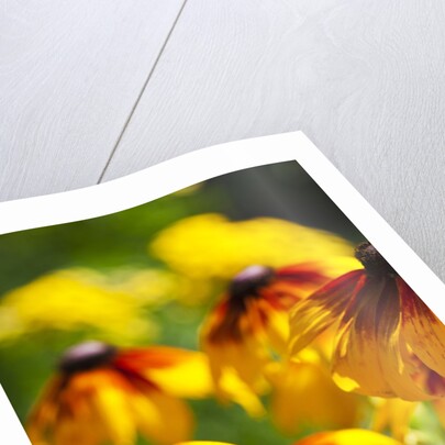 Cherokee Sunset Cone Flowers in Bloom by Anonymous