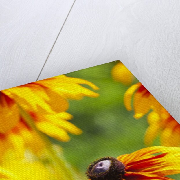 Cherokee Sunset Cone Flowers in Bloom by Anonymous
