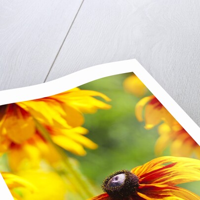 Cherokee Sunset Cone Flowers in Bloom by Anonymous