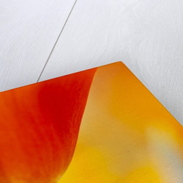 Summer Mission Bell Poppies in Full Bloom by Anonymous