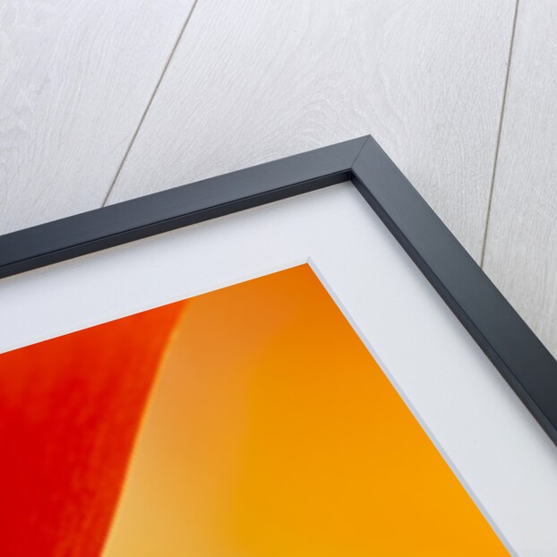 Summer Mission Bell Poppies in Full Bloom by Anonymous