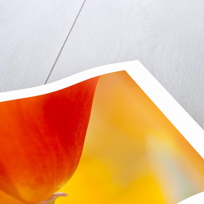 Summer Mission Bell Poppies in Full Bloom by Anonymous