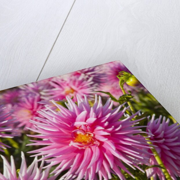 closeup Dahlia field, Canby, Oregon, Pacific Northwest. United States by Anonymous