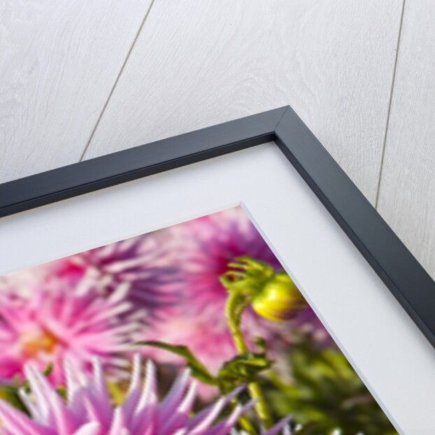 closeup Dahlia field, Canby, Oregon, Pacific Northwest. United States by Anonymous