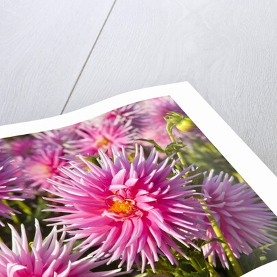 closeup Dahlia field, Canby, Oregon, Pacific Northwest. United States by Anonymous