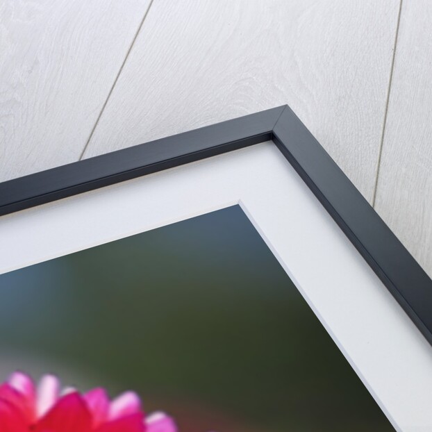 closeup Dahlia field, Canby, Oregon, Pacific Northwest. United States by Anonymous