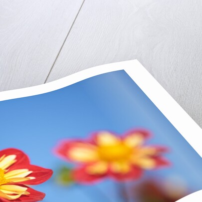 closeup Dahlia field, Canby, Oregon, Pacific Northwest. United States by Anonymous
