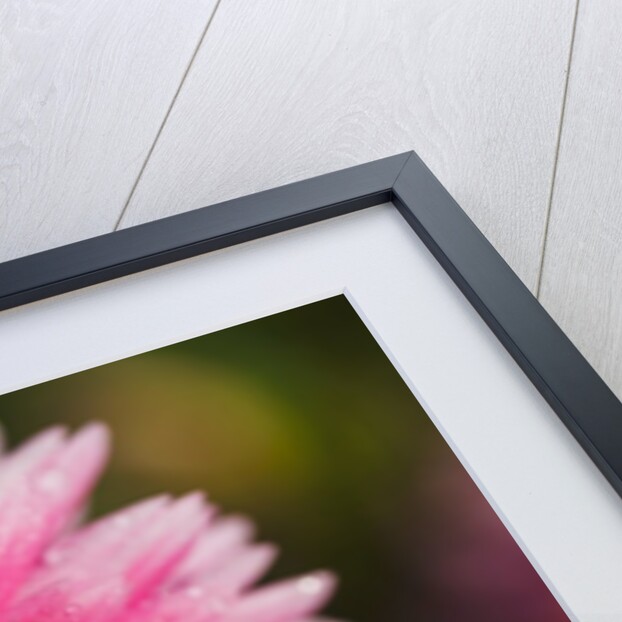 closeup Dahlia field, Canby, Oregon, Pacific Northwest. United States by Anonymous