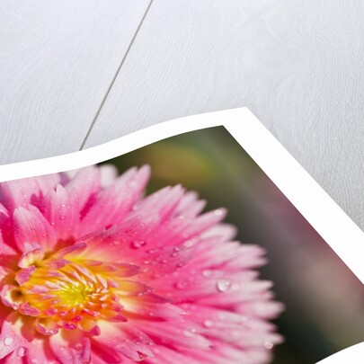 closeup Dahlia field, Canby, Oregon, Pacific Northwest. United States by Anonymous