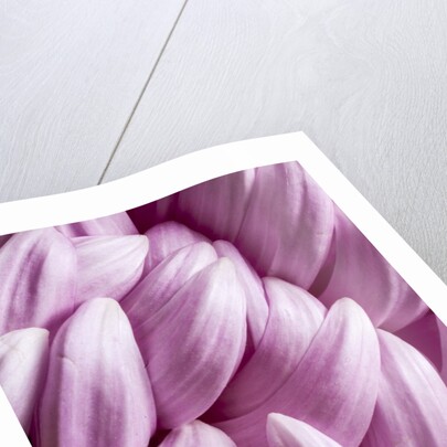 Giant Chrysanthemums by Anonymous