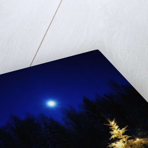 Small Christmas tree against silhouette trees and full moon by Anonymous