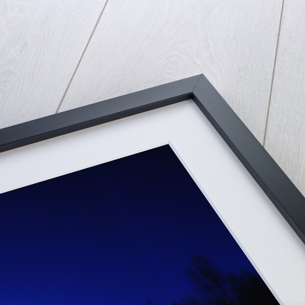 Small Christmas tree against silhouette trees and full moon by Anonymous