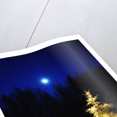 Small Christmas tree against silhouette trees and full moon by Anonymous