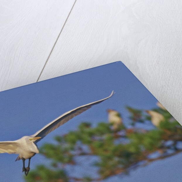 Great Egret in flight by Anonymous
