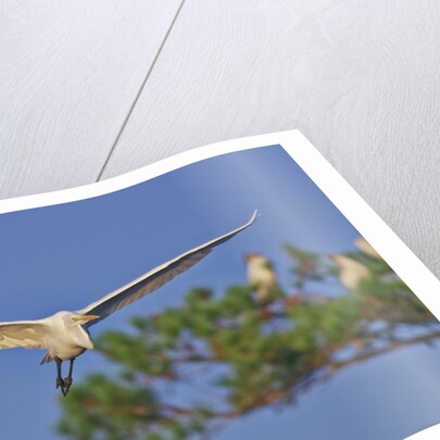 Great Egret in flight by Anonymous
